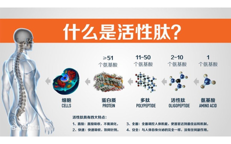肽，對(duì)身體的十大益處