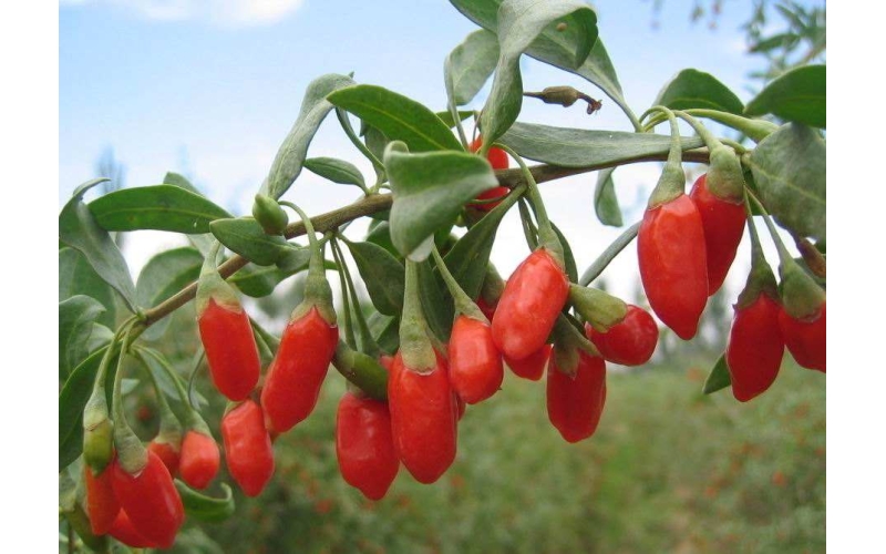 枸杞的分類，什么是枸杞原漿？